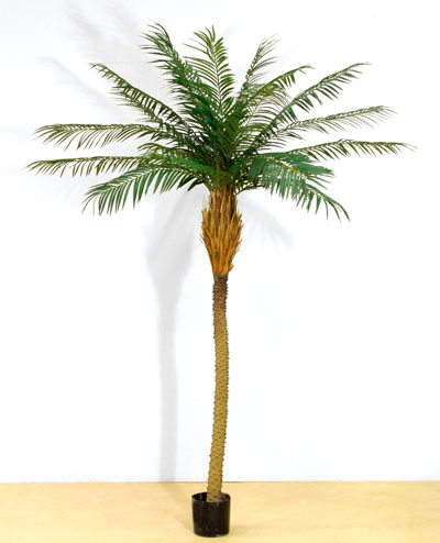 67-150 Phoenix Palm 150cm, 67-200 Phoenix Palm 200cm, 67-230 Phoenix Palm 230cm